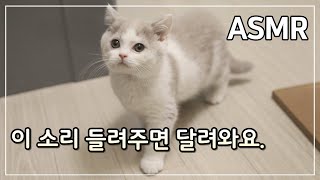 고양이 부르는 소리 아기 고양이 울음 소리 1시간 Cat calling ASMR [upl. by Oah393]