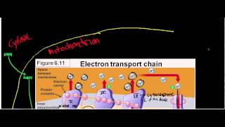 NEW LLactate Dehydrogenase Physiology Biochemisty and Mechanism [upl. by Lekim900]