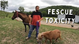 Why We Dont Allow Our Pregnant Horses On Pasture  FESCUE TOXICITY [upl. by Terraj]