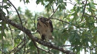 Broad winged Hawk July 25 2024 near Cecil AR [upl. by Zat]