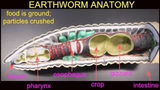 earthworm digestion [upl. by Also339]