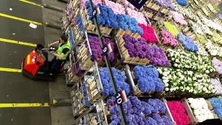 Aalsmeer Royal Holland Flower Auction by Iskamdaletya [upl. by Worrad815]