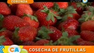 Frutillas Un clásico de Coronda Santa fé [upl. by Kissee718]