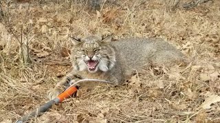 Bobcat Chases Me Into My Jeep [upl. by Nirik100]