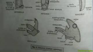 Appendages of the Prawn YashPartner [upl. by Adnolrehs436]