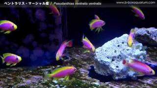 Marine  ベントラリス・マーシャル産  Pseudanthias ventralis ventralis [upl. by Critta]