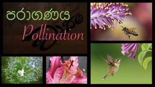 Pollination පරාගණය වෘක්ෂ [upl. by Rebak]