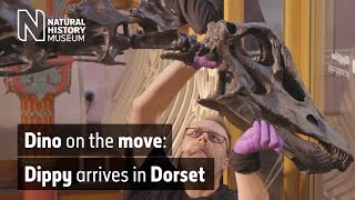 Dino on the move Installing Dippy the Diplodocus at Dorset Museum  Natural History Museum [upl. by Munmro]