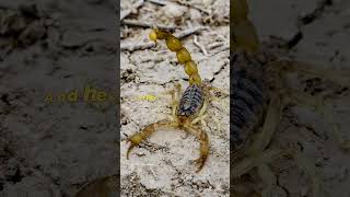 Cool Facts about Scorpion 🦂🤯 wildlife facts animals Scorpion [upl. by Stutzman]