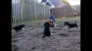 Beaggle Puppies chasing beagle dad [upl. by Ynohtna]