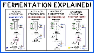 Fermentation Lactic Acid Alcohol amp Glycolysis [upl. by Iolenta]