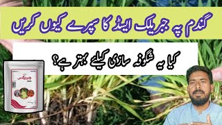 gibberellic acid function in plants When to spray Gibberellins on wheat plants Arshad Ali [upl. by Shandee]