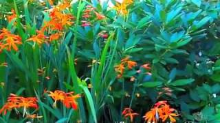 Crocosmia x crocosmiiflora  Montbretia [upl. by Christianson]