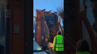 2016 Dennis Olympus Bin Lorry With TADE Bin Lifters Collecting Recycling garbagetruck bintruck [upl. by Dareg]