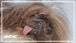 Worlds Ugliest Dog Wild Thing [upl. by Viviene590]