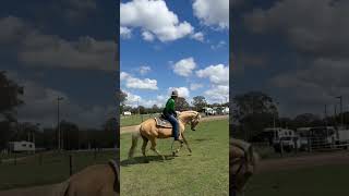 Caboolture Horse Sale quotTheaquot [upl. by Figone431]