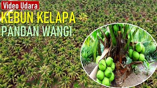 KEBUN KELAPA PANDAN WANGI [upl. by Ethbun]