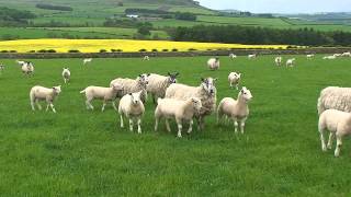 Texel Sheep Society Focus Farm  Hepburn Farms Wooler [upl. by Acinimod]