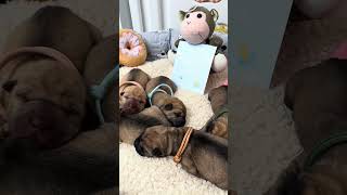 Shar Pei Puppies  First Dreams All Cuddled Up 😍 puppy sharpei [upl. by Jarlathus]