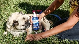 Vetericyn Plus Wound and Skin Care for Dogs [upl. by Blondell609]