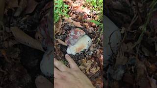 funghiporcini2024 grzyby mushroom fungi ceps [upl. by Higgs856]