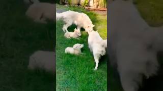 Beautiful White German Shepherd Puppy  minivlog germanshepherdpuppy trending short [upl. by Pegeen292]