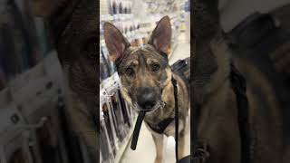 Cardiac alert service dog alerting to a heart rate spike while shopping for craft supplies bringsel [upl. by Burack]