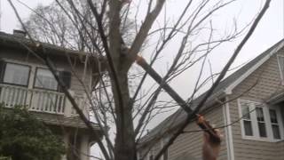 How to prune a young elm tree [upl. by Atineb904]