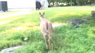 Deer Runs off wearing Gold Chain [upl. by Rothberg]