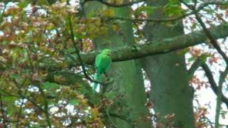 ringnecked parakeets [upl. by Stearn]