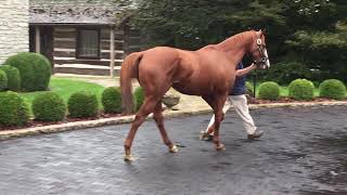 Triple Crown Winner Justify at Ashford Stud [upl. by Emery645]