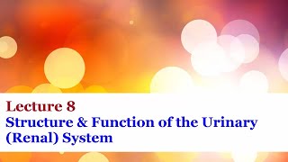 Lecture 8  Structure amp Function of the Urinary Renal System [upl. by Jesselyn969]