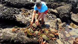 COASTAL FORAGING  MY BIGGEST EVER HAND CAUGHT BLUE LOBSTER SPIDER CRABS AND PRIME SUMMER PRAWNS [upl. by Grados]