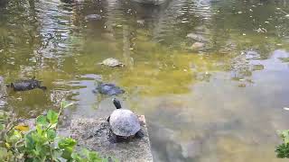 Turtles in San Anton Gardens Attard Malta Part 1 [upl. by Talley]