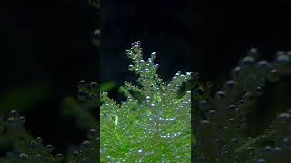 RICCIA FLUITANS Moss Pearling After Water Change  Aquascaping Beauty 🌿 [upl. by Lyndsay]