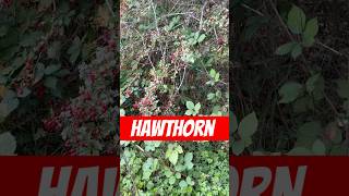 Heart Herbs for Heart Health  Hawthorn plants medicinalplants shorts [upl. by Evyn]