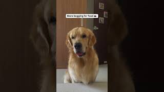 Oscar’s good things 😅 oscarwonderpup goldenretriever trending funny lazy dogshorts [upl. by Eniamrej68]