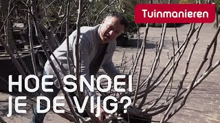 De vijgenboom snoeien hoe doe je dat  Tuinmanieren [upl. by Siubhan]