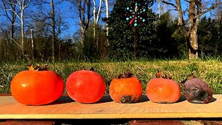 Persimmon 5 types of persimmon fruit and our favorite ones [upl. by Naie]