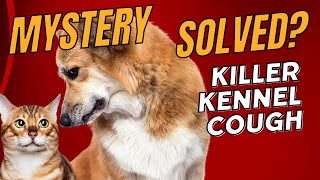 Mystery Kennel Cough  No Longer a Mystery [upl. by Hayes]