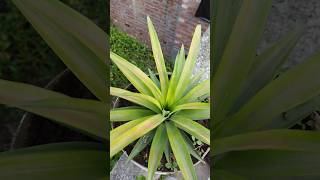 Pineapple plant 🍍shorts gardening trendingshorts viralvideo [upl. by Nothgiel]