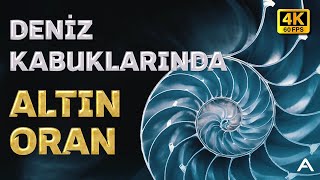 Deniz Kabuklarındaki Tasarım I 4K [upl. by Kushner]