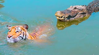 15 Times Animals Messed With The Wrong Crocodile [upl. by Worden]