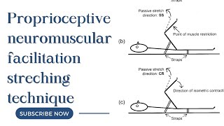 Proprioceptive Neuromuscular facilitation stretching techniques  Therapeutics [upl. by Chickie]