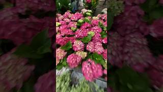 Hydrangea flower plant beauty flowers garden hydrangea s gea [upl. by Ailahtan151]