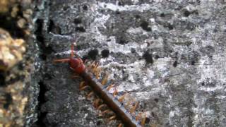 giant centipede on Cheung Chau Hong Kong [upl. by Alimat959]