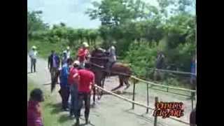 carreras de caballos en cuba [upl. by Atreb]