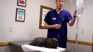 How to administer subcutaneous fluids to a cat [upl. by Witha770]