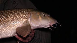 Barbel Fishing Rob Youngs Favourite Barbel and Chub Rig [upl. by Myles]