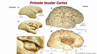 OHBM 2024  Educational Course  Neuroanatomy  Part 5 [upl. by Anavi555]